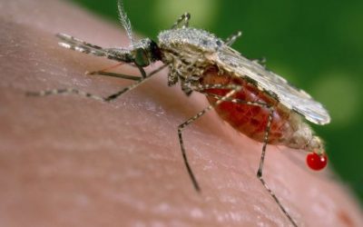 Alarm as ‘super malaria’ spreads in South East Asia